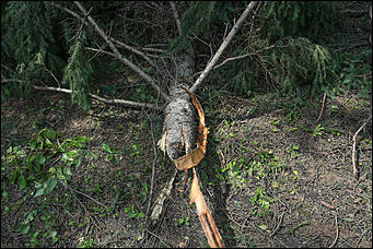 28 июня 2018 г., Барнаул. Екатерина Смолихина   Сломленный: барнаульский дендрарий после жуткого шторма
