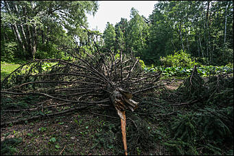28 июня 2018 г., Барнаул. Екатерина Смолихина   Сломленный: барнаульский дендрарий после жуткого шторма
