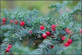 27 сентябрь 2016 г., Барнаул © Амител Вячеслав Мельников   Сказочные чертоги: осень в барнаульском дендрарии