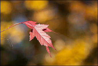 27 сентябрь 2016 г., Барнаул © Амител Вячеслав Мельников   Сказочные чертоги: осень в барнаульском дендрарии