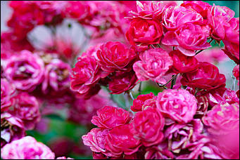 27 сентябрь 2016 г., Барнаул © Амител Вячеслав Мельников   Сказочные чертоги: осень в барнаульском дендрарии