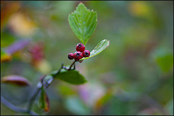 27 сентябрь 2016 г., Барнаул © Амител Вячеслав Мельников   Сказочные чертоги: осень в барнаульском дендрарии