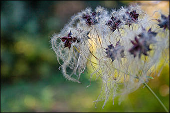 27 сентябрь 2016 г., Барнаул © Амител Вячеслав Мельников   Сказочные чертоги: осень в барнаульском дендрарии