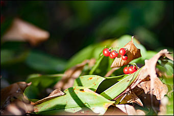 27 сентябрь 2016 г., Барнаул © Амител Вячеслав Мельников   Сказочные чертоги: осень в барнаульском дендрарии