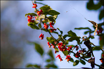 27 сентябрь 2016 г., Барнаул © Амител Вячеслав Мельников   Сказочные чертоги: осень в барнаульском дендрарии
