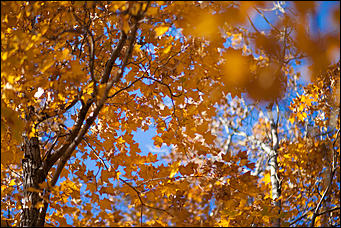 27 сентябрь 2016 г., Барнаул © Амител Вячеслав Мельников   Сказочные чертоги: осень в барнаульском дендрарии