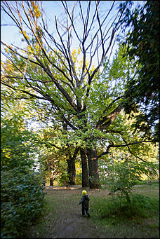 27 сентябрь 2016 г., Барнаул © Амител Вячеслав Мельников   Сказочные чертоги: осень в барнаульском дендрарии