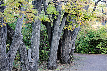 27 сентябрь 2016 г., Барнаул © Амител Вячеслав Мельников   Сказочные чертоги: осень в барнаульском дендрарии