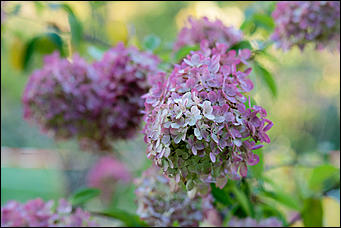 27 сентябрь 2016 г., Барнаул © Амител Вячеслав Мельников   Сказочные чертоги: осень в барнаульском дендрарии