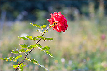 27 сентябрь 2016 г., Барнаул © Амител Вячеслав Мельников   Сказочные чертоги: осень в барнаульском дендрарии