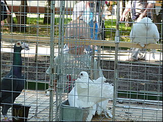 1 июнь 2012 г., Барнаул   День защиты детей в Барнауле