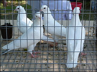 1 июнь 2012 г., Барнаул   День защиты детей в Барнауле