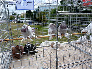 27 августа 2011 г., Барнаул   Барнаул празднует 281-ый день рождения