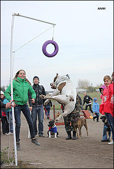 6  октябрь 2013 г., Барнаул   Праздник "Право на собаку"