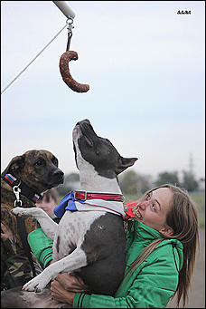 6  октябрь 2013 г., Барнаул   Праздник "Право на собаку"