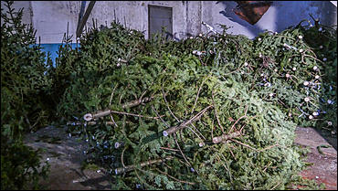 11 декабря   В лесу родилась елочка. Откуда берутся новогодние елки на Алтае и где их прячут до праздника