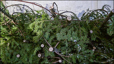 11 декабря   В лесу родилась елочка. Откуда берутся новогодние елки на Алтае и где их прячут до праздника