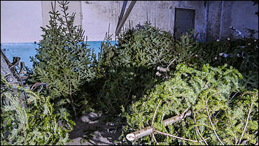 11 декабря   В лесу родилась елочка. Откуда берутся новогодние елки на Алтае и где их прячут до праздника