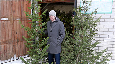 11 декабря   В лесу родилась елочка. Откуда берутся новогодние елки на Алтае и где их прячут до праздника