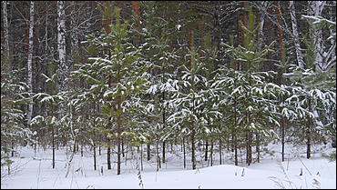 11 декабря   В лесу родилась елочка. Откуда берутся новогодние елки на Алтае и где их прячут до праздника