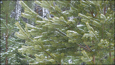 11 декабря   В лесу родилась елочка. Откуда берутся новогодние елки на Алтае и где их прячут до праздника