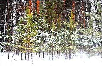 11 декабря   В лесу родилась елочка. Откуда берутся новогодние елки на Алтае и где их прячут до праздника