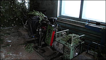 11 декабря   В лесу родилась елочка. Откуда берутся новогодние елки на Алтае и где их прячут до праздника