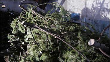 11 декабря   В лесу родилась елочка. Откуда берутся новогодние елки на Алтае и где их прячут до праздника