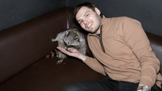 23 января 2016 г., Барнаул &copy; Амител. Вячеслав Мельников   Как приручить зверя. В одном из заведений Барнаула поселился Енот