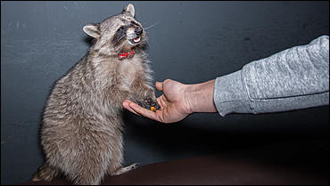 23 января 2016 г., Барнаул © Амител. Вячеслав Мельников   Как приручить зверя. В одном из заведений Барнаула поселился Енот