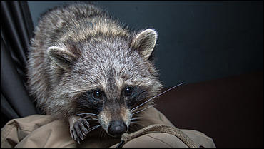 23 января 2016 г., Барнаул © Амител. Вячеслав Мельников   Как приручить зверя. В одном из заведений Барнаула поселился Енот