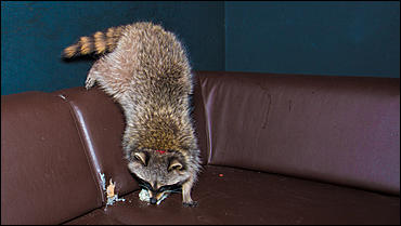 23 января 2016 г., Барнаул © Амител. Вячеслав Мельников   Как приручить зверя. В одном из заведений Барнаула поселился Енот