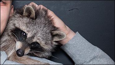 23 января 2016 г., Барнаул © Амител. Вячеслав Мельников   Как приручить зверя. В одном из заведений Барнаула поселился Енот