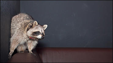 23 января 2016 г., Барнаул © Амител. Вячеслав Мельников   Как приручить зверя. В одном из заведений Барнаула поселился Енот