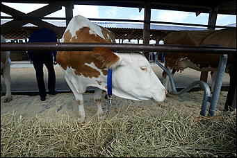 19 июня 2019 г., Алтайский край. Екатерина Смолихина   "Умная техника" и красивые девушки: как на Алтае открыли форум "День сибирского поля - 2019" 