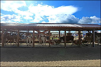 19 июня 2019 г., Алтайский край. Екатерина Смолихина   "Умная техника" и красивые девушки: как на Алтае открыли форум "День сибирского поля - 2019" 