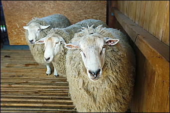 19 июня 2019 г., Алтайский край. Екатерина Смолихина   "Умная техника" и красивые девушки: как на Алтае открыли форум "День сибирского поля - 2019" 