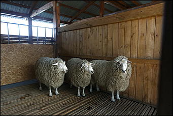 19 июня 2019 г., Алтайский край. Екатерина Смолихина   "Умная техника" и красивые девушки: как на Алтае открыли форум "День сибирского поля - 2019" 