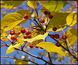 5 октября 2008 г., Барнаул   Праздник Осени в барнаульском дворе