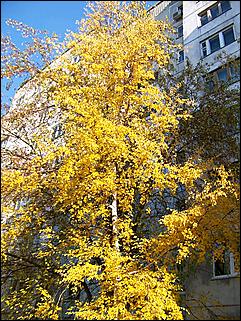 5 октября 2008 г., Барнаул   Праздник Осени в барнаульском дворе