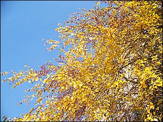 5 октября 2008 г., Барнаул   Праздник Осени в барнаульском дворе