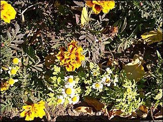 5 октября 2008 г., Барнаул   Праздник Осени в барнаульском дворе