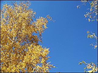 5 октября 2008 г., Барнаул   Праздник Осени в барнаульском дворе