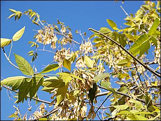 5 октября 2008 г., Барнаул   Праздник Осени в барнаульском дворе