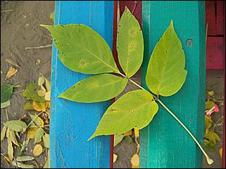 5 октября 2008 г., Барнаул   Праздник Осени в барнаульском дворе