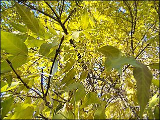 5 октября 2008 г., Барнаул   Праздник Осени в барнаульском дворе