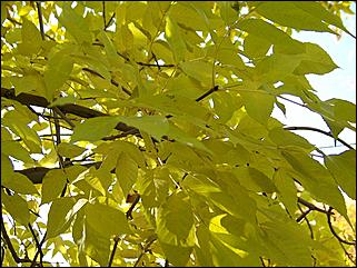 5 октября 2008 г., Барнаул   Праздник Осени в барнаульском дворе