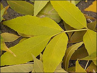 5 октября 2008 г., Барнаул   Праздник Осени в барнаульском дворе