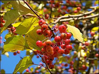 5 октября 2008 г., Барнаул   Праздник Осени в барнаульском дворе