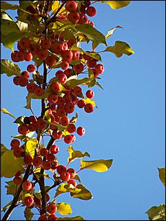 5 октября 2008 г., Барнаул   Праздник Осени в барнаульском дворе